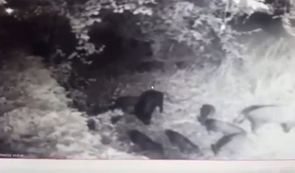 Απίστευτο βίντεο: Οικογένεια από μικρά αγριογούρουνα έκανε βόλτες στην Εκάλη