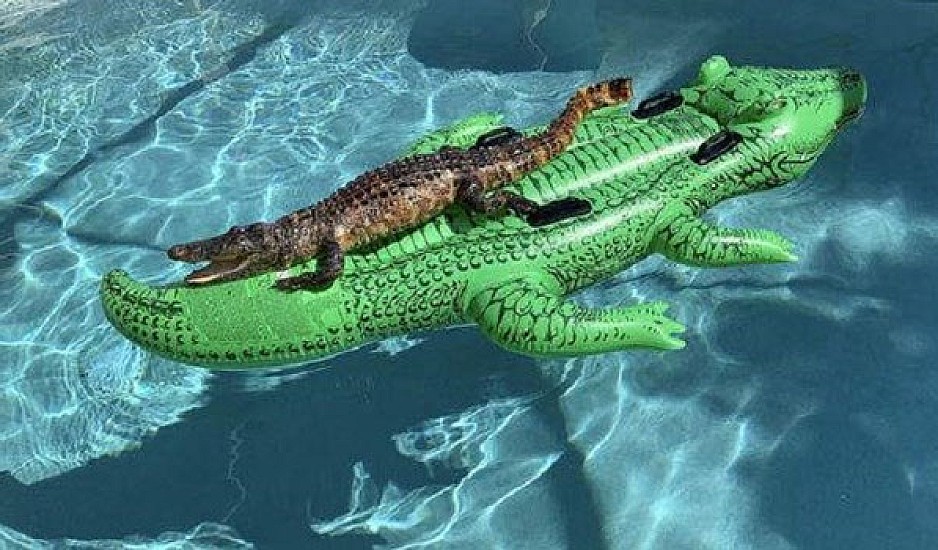 Φλόριντα: Βρήκαν τον αλιγάτορα να λιάζεται στην πισίνα τους!