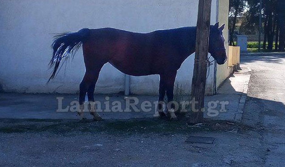 Άλογα τριγύριζαν μόνα τους στους δρόμους της Λαμίας