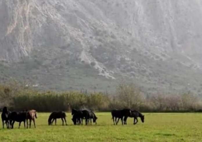 Μυτιλήνη: Στην ΜΕΘ 19χρονος μετά από τροχαίο με αδέσποτα άλογα