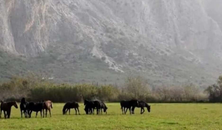 Μυτιλήνη: Στην ΜΕΘ 19χρονος μετά από τροχαίο με αδέσποτα άλογα