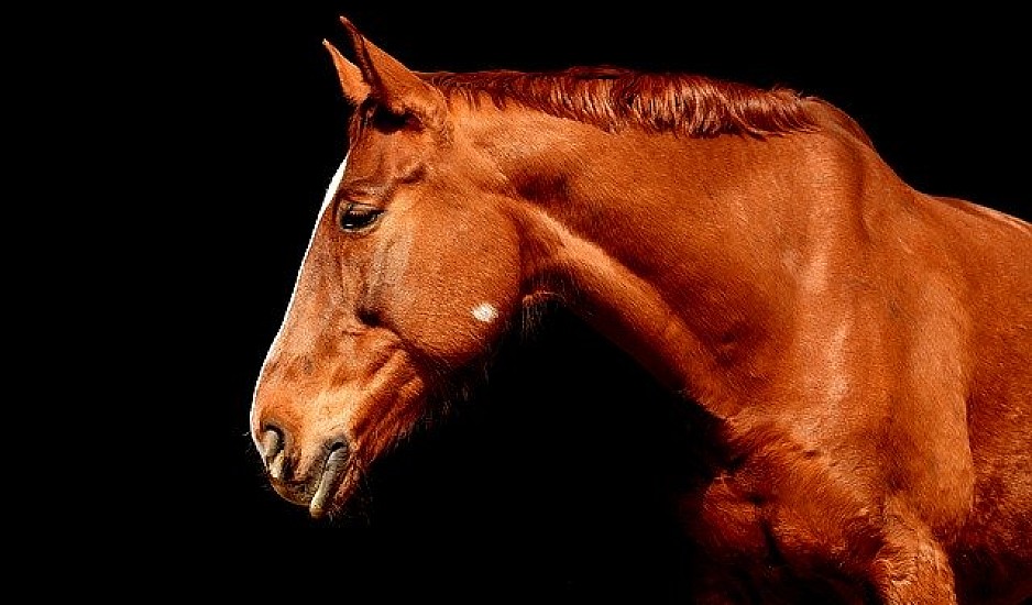 Άλογο στην Κοζάνη δάγκωσε 70χρονο στον λαιμό