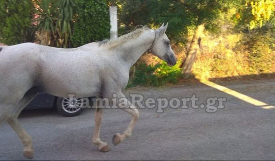 Άλογο έκοβε βόλτες μέσα στη μέση του δρόμου στη Λαμία