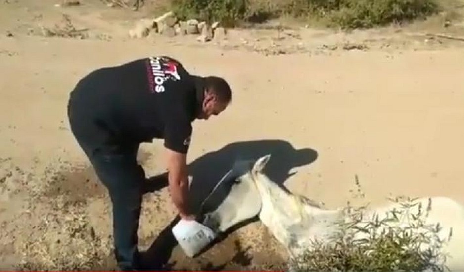 Άφησαν ηλικιωμένο άλογο να πεθάνει στη Μυτιλήνη: Βίντεο-σοκ από την Καλλονή
