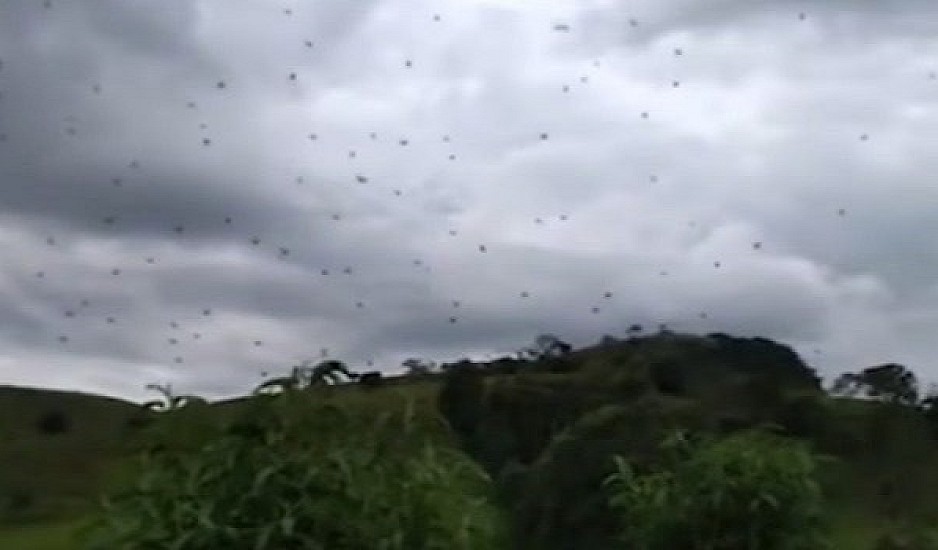 Βροχή από αράχνες στην Βραζιλία