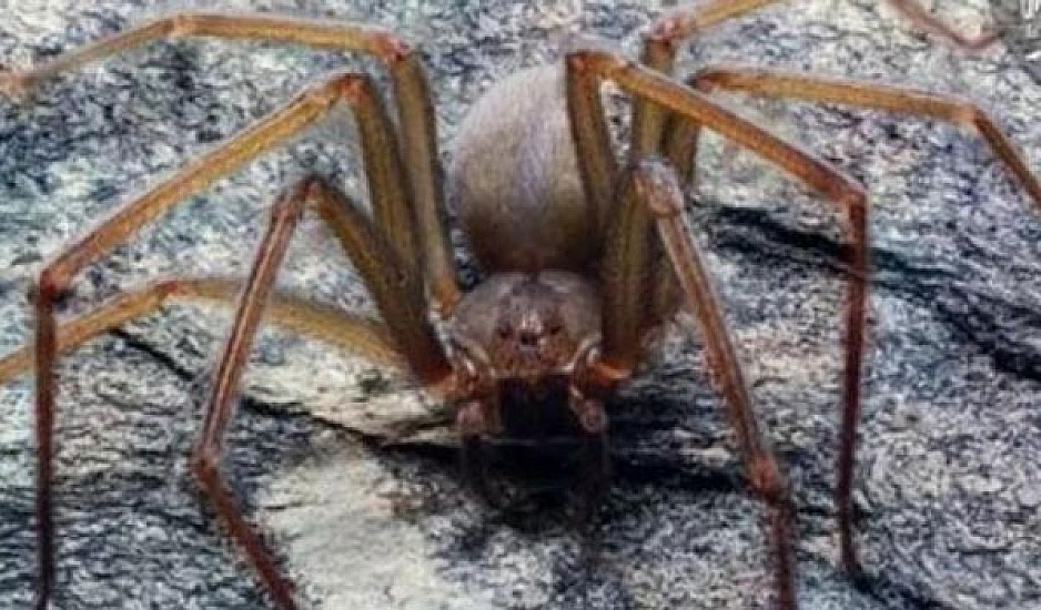 Βρέθηκε νέο είδος αράχνης: Δαγκώνει και σαπίζει το δέρμα