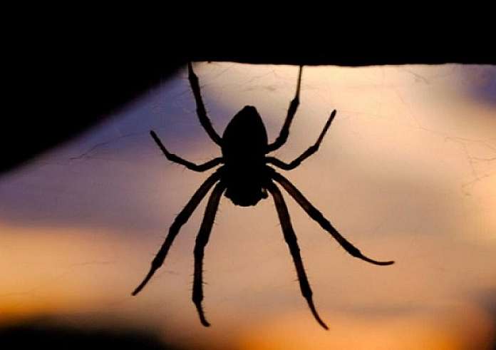 Έτσι θα διώξετε τις αράχνες από το σπίτι – Το μυστικό που κρύβεται στην κουζίνα σας