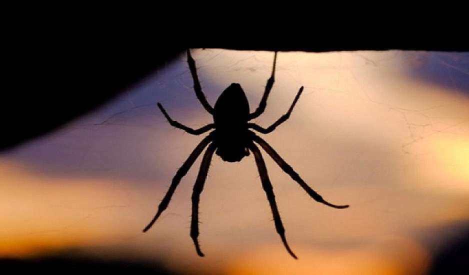 Έτσι θα διώξετε τις αράχνες από το σπίτι – Το μυστικό που κρύβεται στην κουζίνα σας