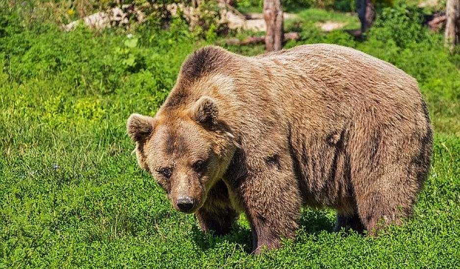 Ο καύσωνας έστειλε οικογένεια αρκούδων για βουτιές σε πισίνα. Βίντεο