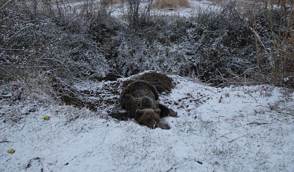 Πρέσπες: Αρκούδα επέζησε τέσσερις μέρες εγκλωβισμένη σε θηλιά και βαριά τραυματισμένη