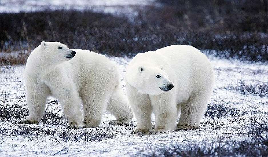 Ρωσία: Επιστήμονες συστήνουν την εκκένωση οικισμού λόγω εγκατάστασης αρκούδων