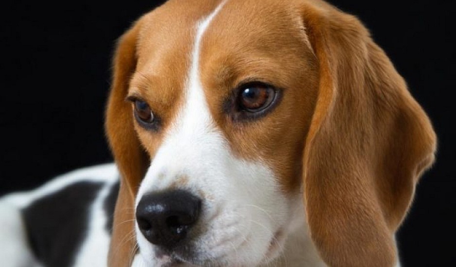 Σώθηκαν 4.000 σκυλάκια Μπιγκλ. Τα προόριζαν για πειραματόζωα