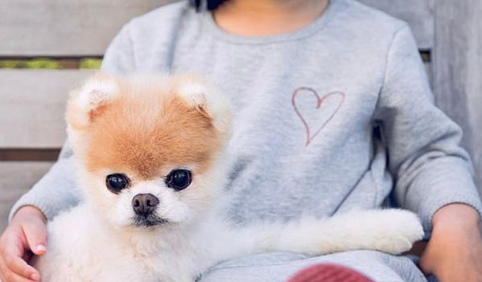 Πέθανε ο Βοο το πιο χαριτωμένο σκυλί του κόσμου