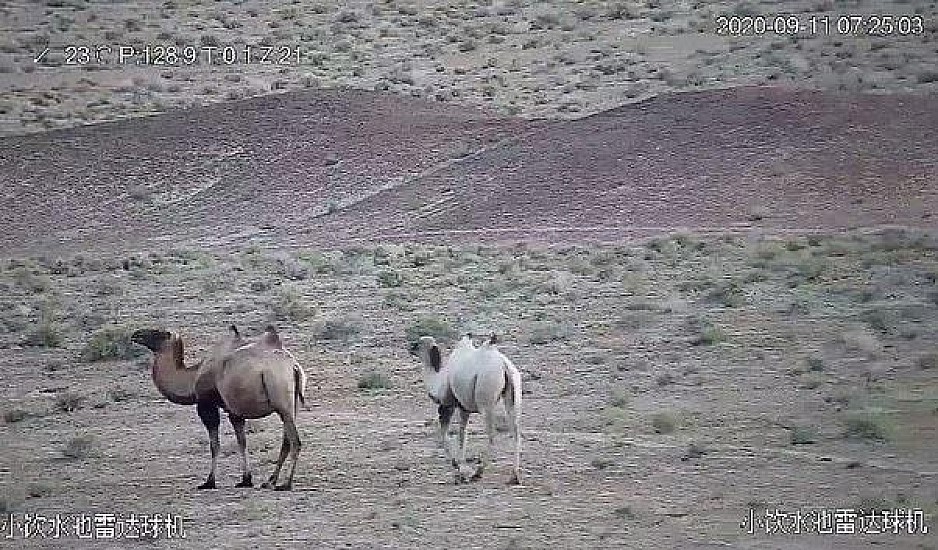 Σπάνιο βίντεο απαθανατίζει μια καμήλα – Αλμπίνο τη μοναδική στο είδος της