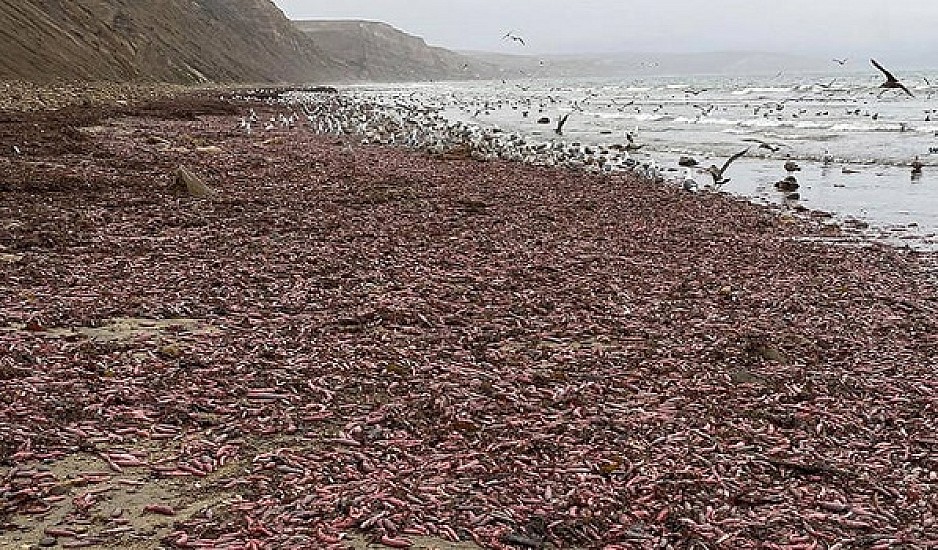 Παραλία στην Καλιφόρνια γέμισε με «ψάρια – φαλλούς»