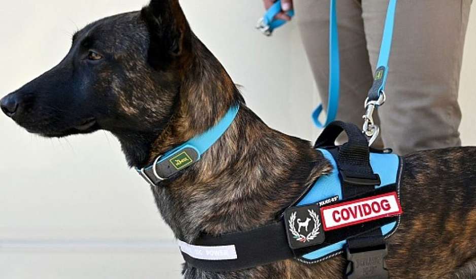 Οι σκύλοι που ανιχνεύουν τον κορονοϊό – Τους εκπαίδευσε ο αυστριακός στρατός