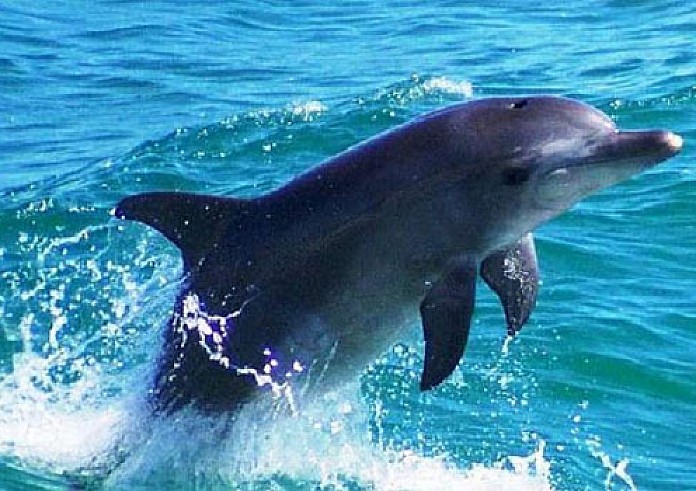 Κάλυμνος: Συγκινητική απελευθέρωση δελφινιού από καΐκι