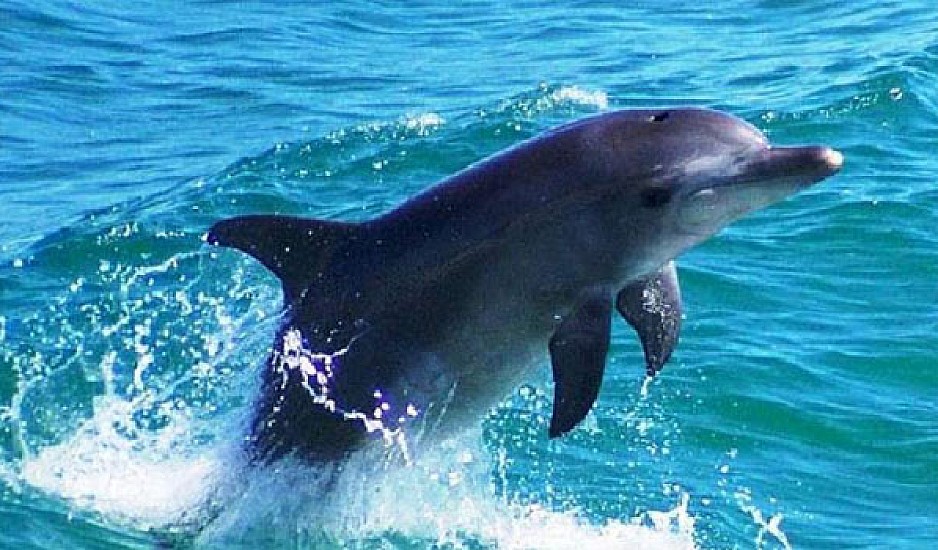 Τα τουρκικά σόναρ της Γαλάζιας Πατρίδας σκότωσαν δελφίνια στο Αιγαίο