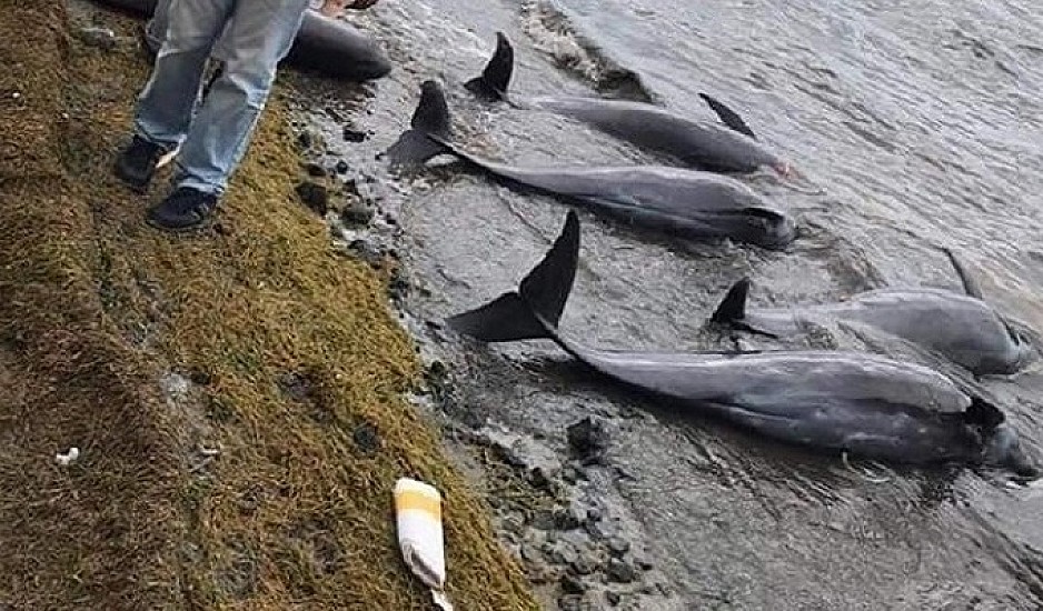 Στα  38  τα δελφίνια που έχουν ξεβραστεί κοντά στο ναυάγιο του ιαπωνικού τάνκερ στο Μαυρίκιο