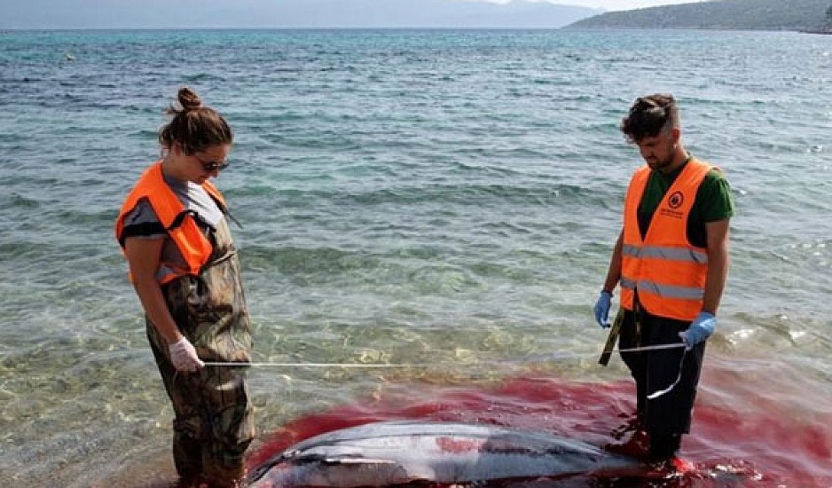 Απίστευτη αγριότητα: Τρία δελφίνια εντοπίστηκαν νεκρά στο Αιγαίο