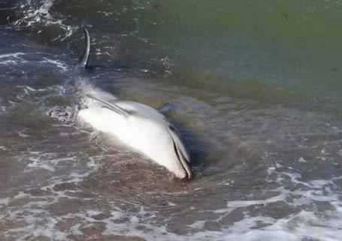 Σύρος: Βούτηξαν μόλις είδαν το δελφίνι. Πίκρα μετά την αρχική ικανοποίηση