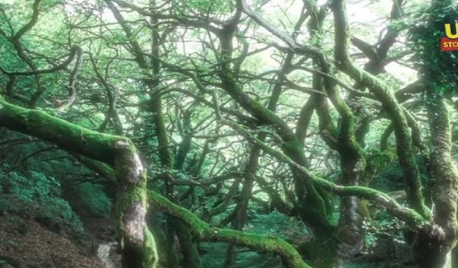 Μυστριώδες δάσος στην Ελλάδα με δέντρα που χορεύουν