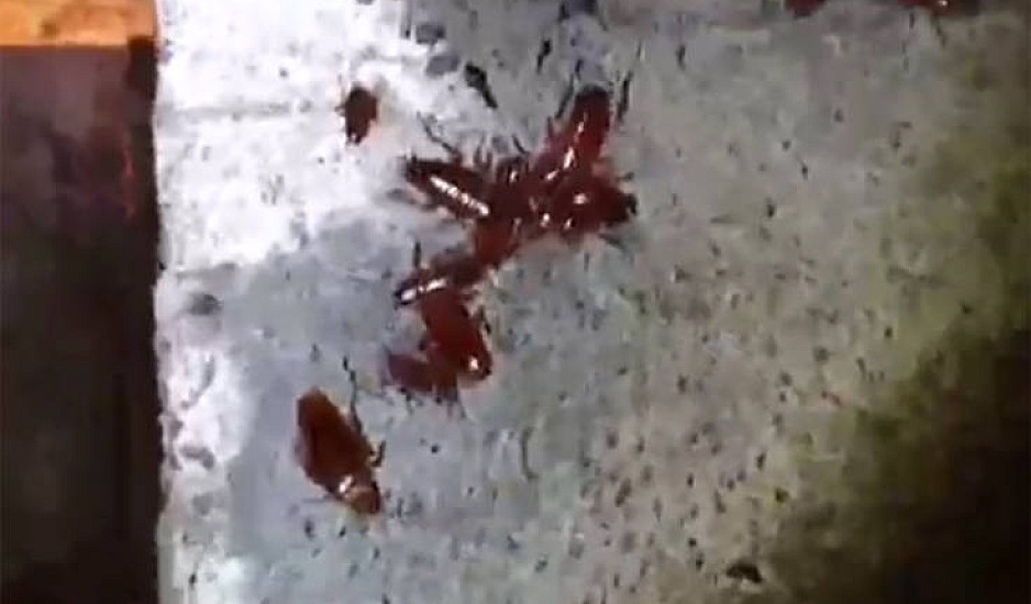 Ανατριχιαστικές εικόνες με κατσαρίδες στα υπόγεια του νοσοκομείου Αλεξάνδρα