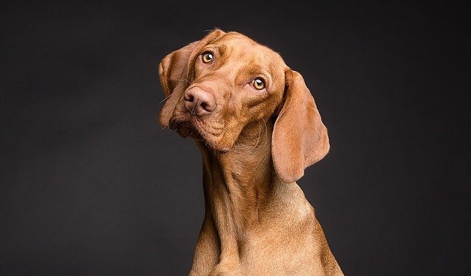 Απίστευτο το πόσα πιάνει η μύτη του σκύλου – Μυρίζει την ασθένεια και όχι μόνο