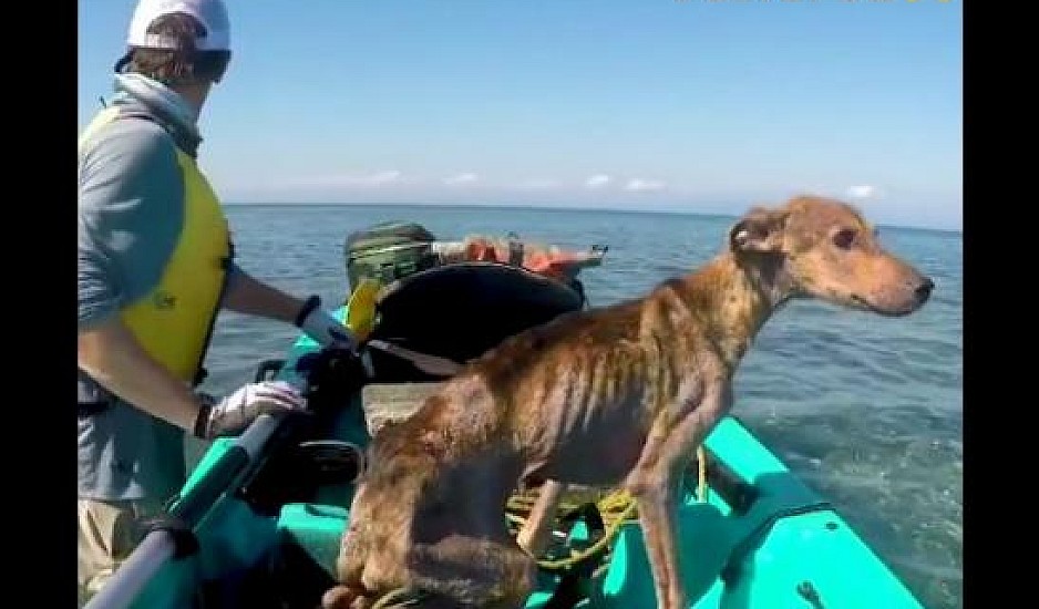 Βρήκε σκύλο - ναυαγό στη μέση του Ατλαντικού και τον έσωσε. Το συγκινητικό video
