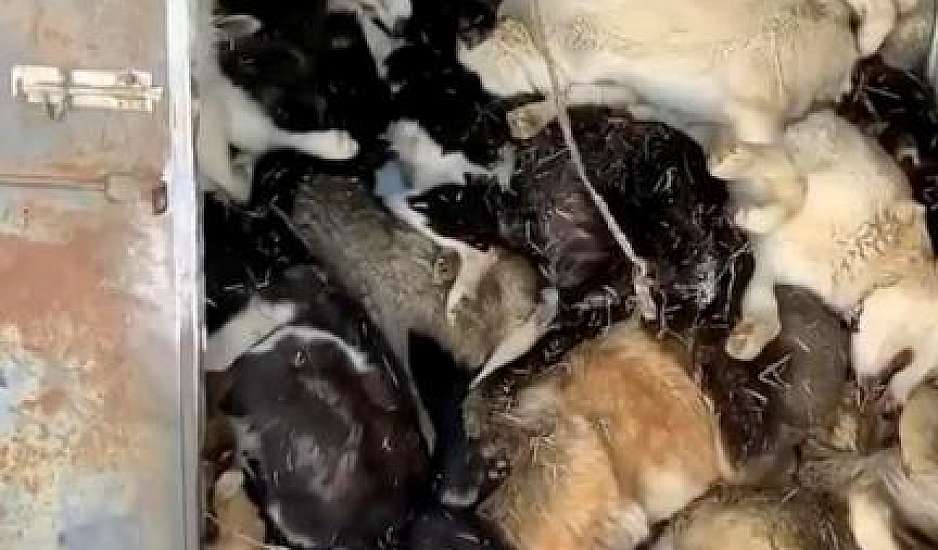 Φρίκη: εκατοντάδες αδέσποτα σκυλιά βρέθηκαν σφαγμένα μέσα σε κοντέϊνερ