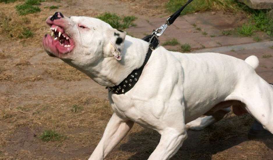 Κεφαλάρι: Σκύλος Ντόγκο Αρτζεντίνο κατασπάραξε μικρό κοκόνι