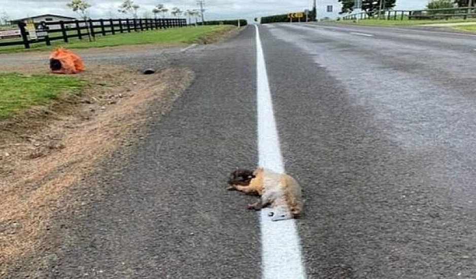 Χάραξαν νέα γραμμή στον δρόμο περνώντας πάνω από νεκρό ζώο