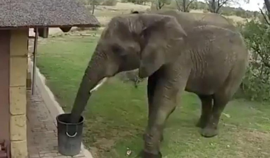 Ο νοικοκύρης ελέφαντας: Ότι άφησαν οι τουρίστες το μάζεψε αυτός και έγινε viral