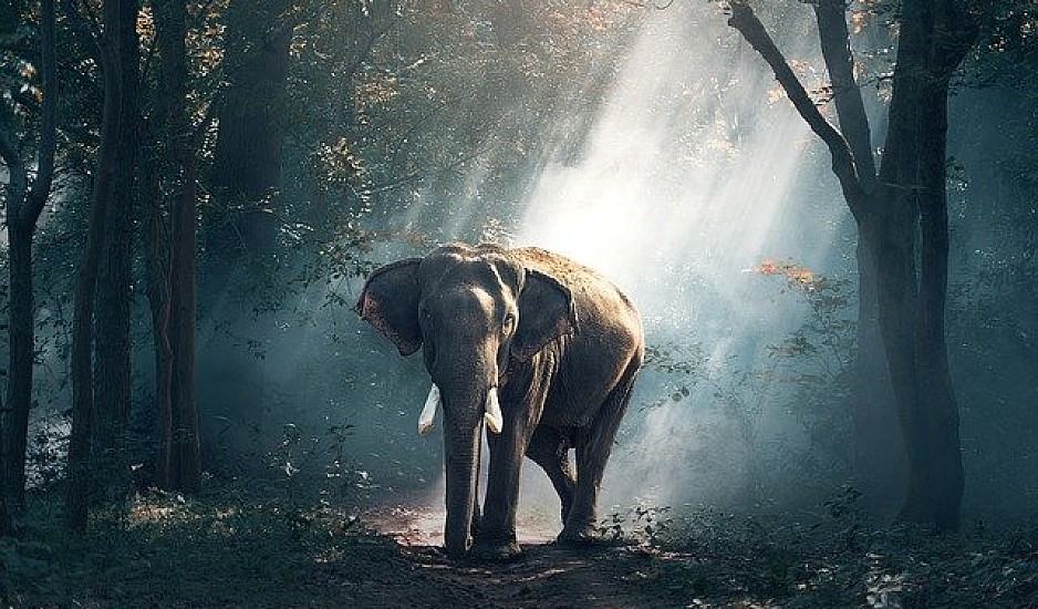 Ελέφαντας γκρεμίζει τοίχο σπιτιού και ψάχνει τα ντουλάπια για φαγητό