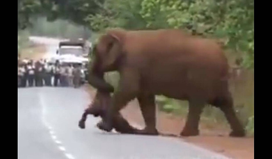 Το βίντεο που συγκίνησε τoν πλανήτη: Ελέφαντες κηδεύουν το νεκρό ελεφαντάκι τους