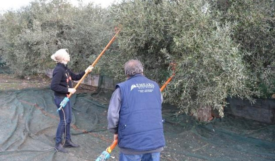 Κρήτη: Ψάχνουν εργάτες μέσω Facebook για να μαζέψουν ελιές