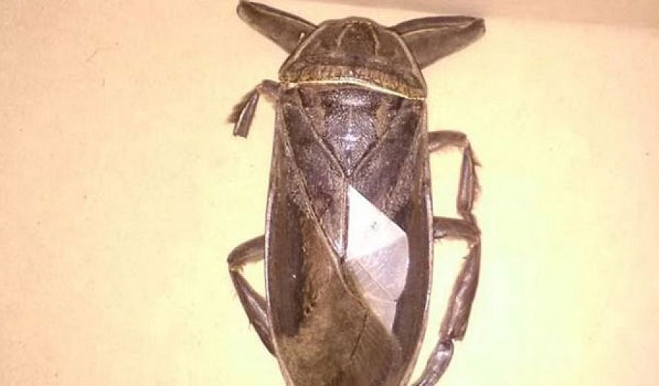 Σαρκοφάγο έντομο γίγας προκάλεσε πανικό στη Λαμία