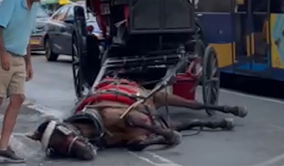 Νέα Υόρκη: Άλογο άμαξας κατέρρευσε κι ο οδηγός το χτυπούσε – Οργή περαστικών