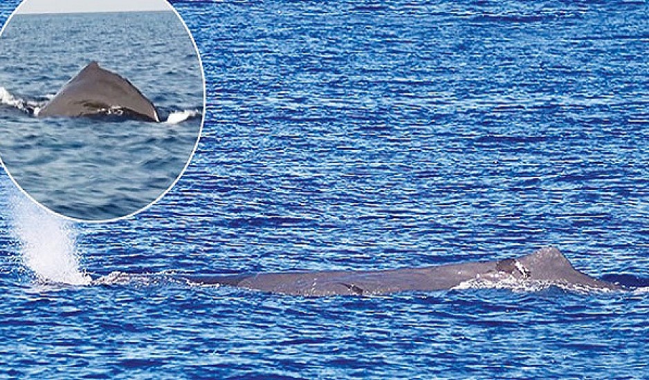 Γιγάντια φάλαινα φυσητήρας έκανε εμφάνιση στις κυκλάδες