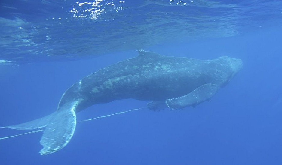 Φάλαινα πέθανε γιατί κατάπιε 40 κιλά πλαστικές σακούλες