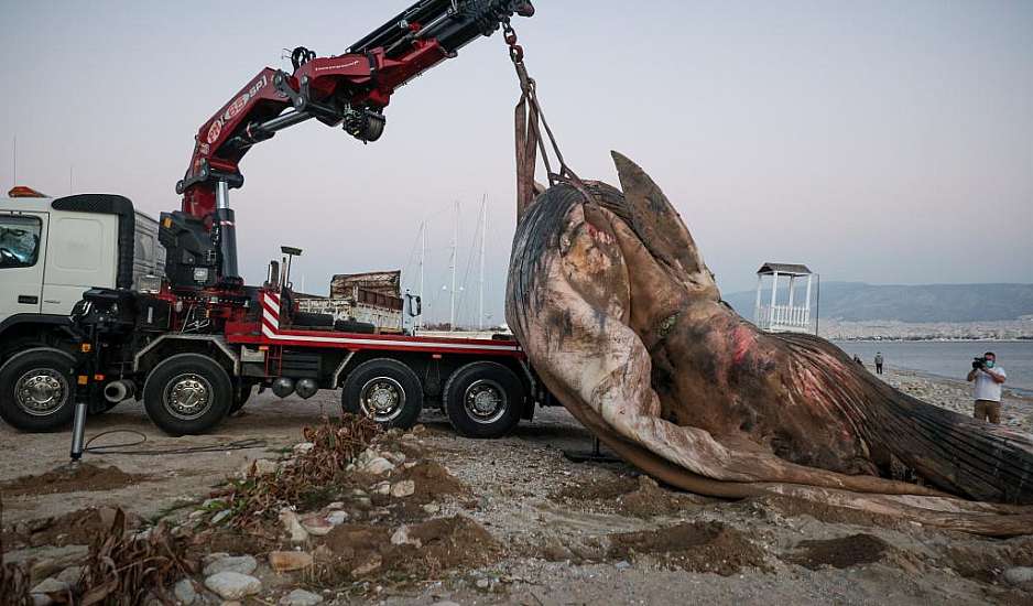 Φάλαινα ξεβράστηκε στη Φρεαττύδα: Πως βρέθηκε στις ακτές του Πειραιά
