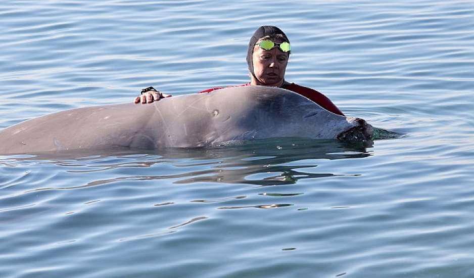 Εντοπίστηκε νεκρός ο ζιφιός - Η μικρή φάλαινα του Αλίμου