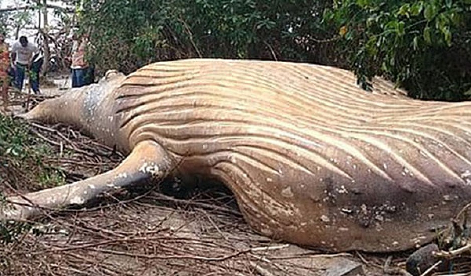 Μυστήριο με φάλαινα που βρέθηκε νεκρή σε δάσος στον Αμαζόνιο