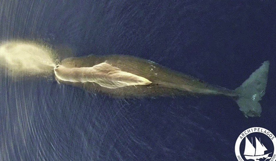 Φάλαινα – φυσητήρας εμφανίστηκε μεταξύ Χίου, Σάμου και Ικαρίας - Εντυπωσιάζει η φωτογραφία της