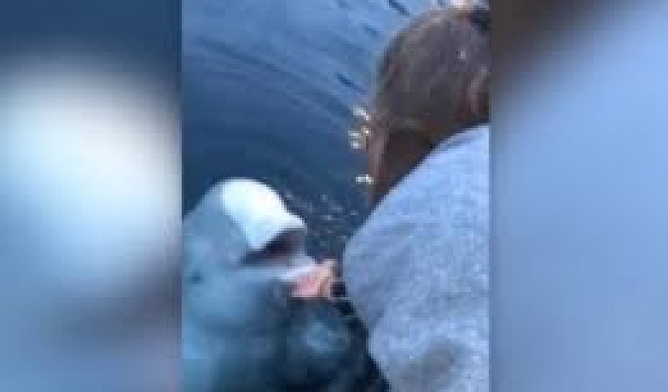 Ποια είναι η φάλαινα κατάσκοπος που επέστρεψε κινητό που έπεσε στη θάλασσα και έγινε viral