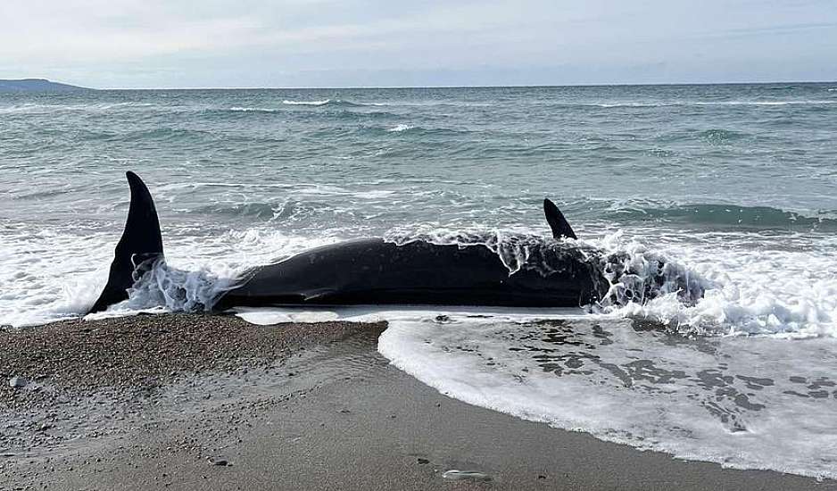 Κύπρος: Ξεβράστηκαν τέσσερις φάλαινες νεκρές - Πιθανή σύνδεση με τους σεισμούς σε Τουρκία και Συρία