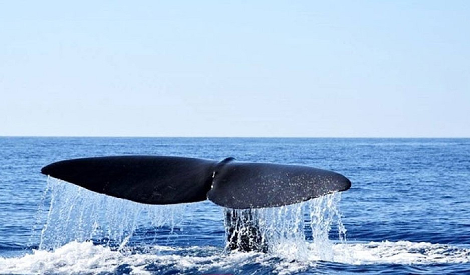 Τρομακτικό ατύχημα στο Μεξικό: Φάλαινα πέταξε στον αέρα σκάφος με τουρίστες