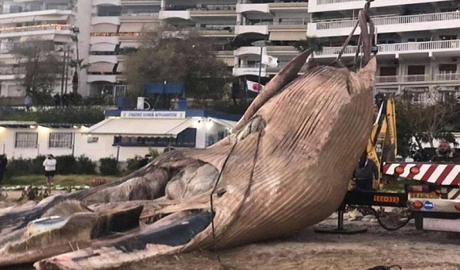 Πειραιάς: Νεκρή φάλαινα ξεβράστηκε στη Φρεαττύδα