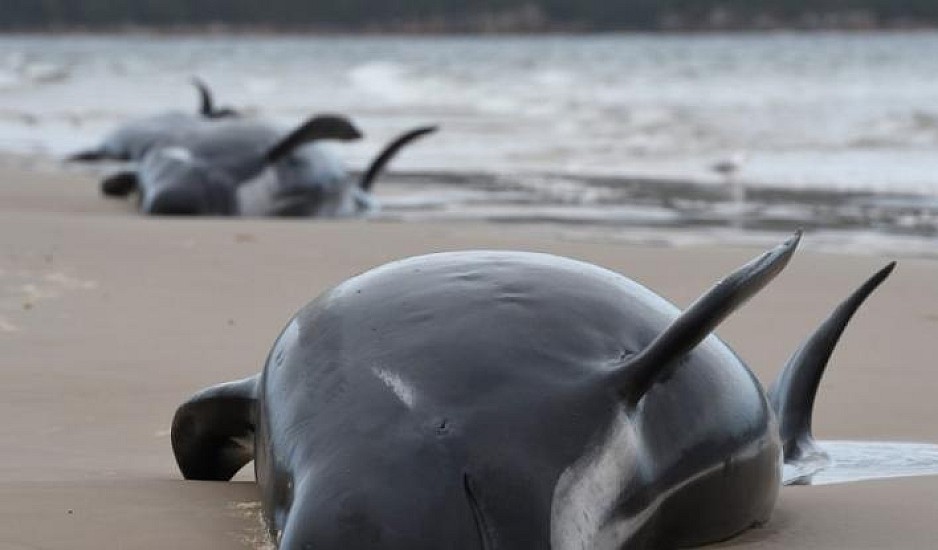 Οικολογική τραγωδία στην Τασμανία: 380 από τις 470 φάλαινες που εξώκειλαν είναι νεκρές