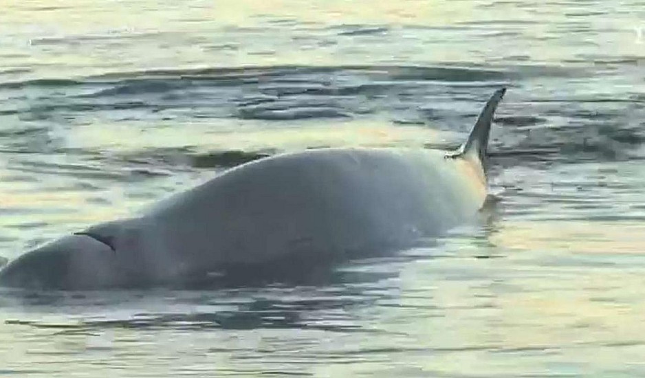 Άλιμος: Σε εξέλιξη επιχείρηση για τη διάσωση της φάλαινας που βγήκε στα ρηχά